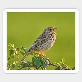 Corn bunting on a bush Sticker